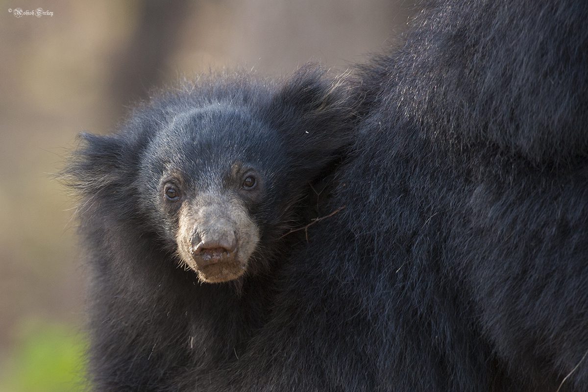 aldi sloth bear