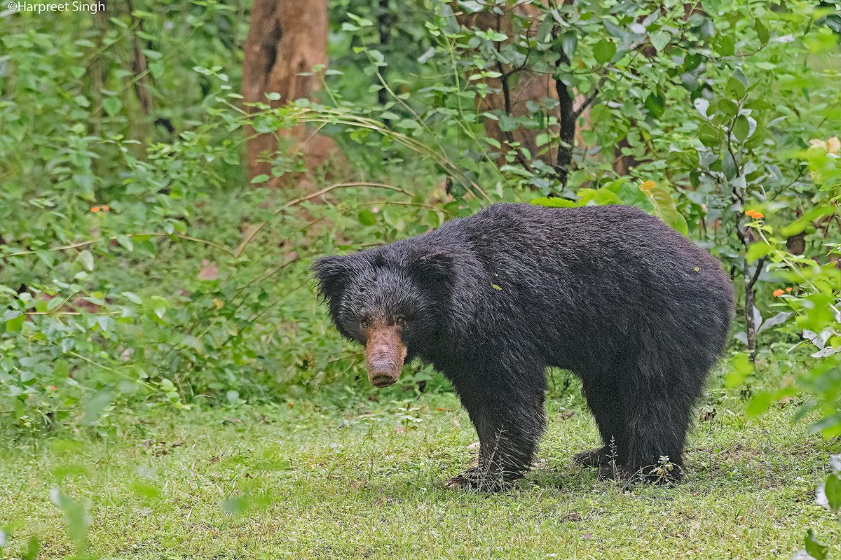 aldi sloth bear