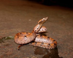 hump-nosed-pit-viper