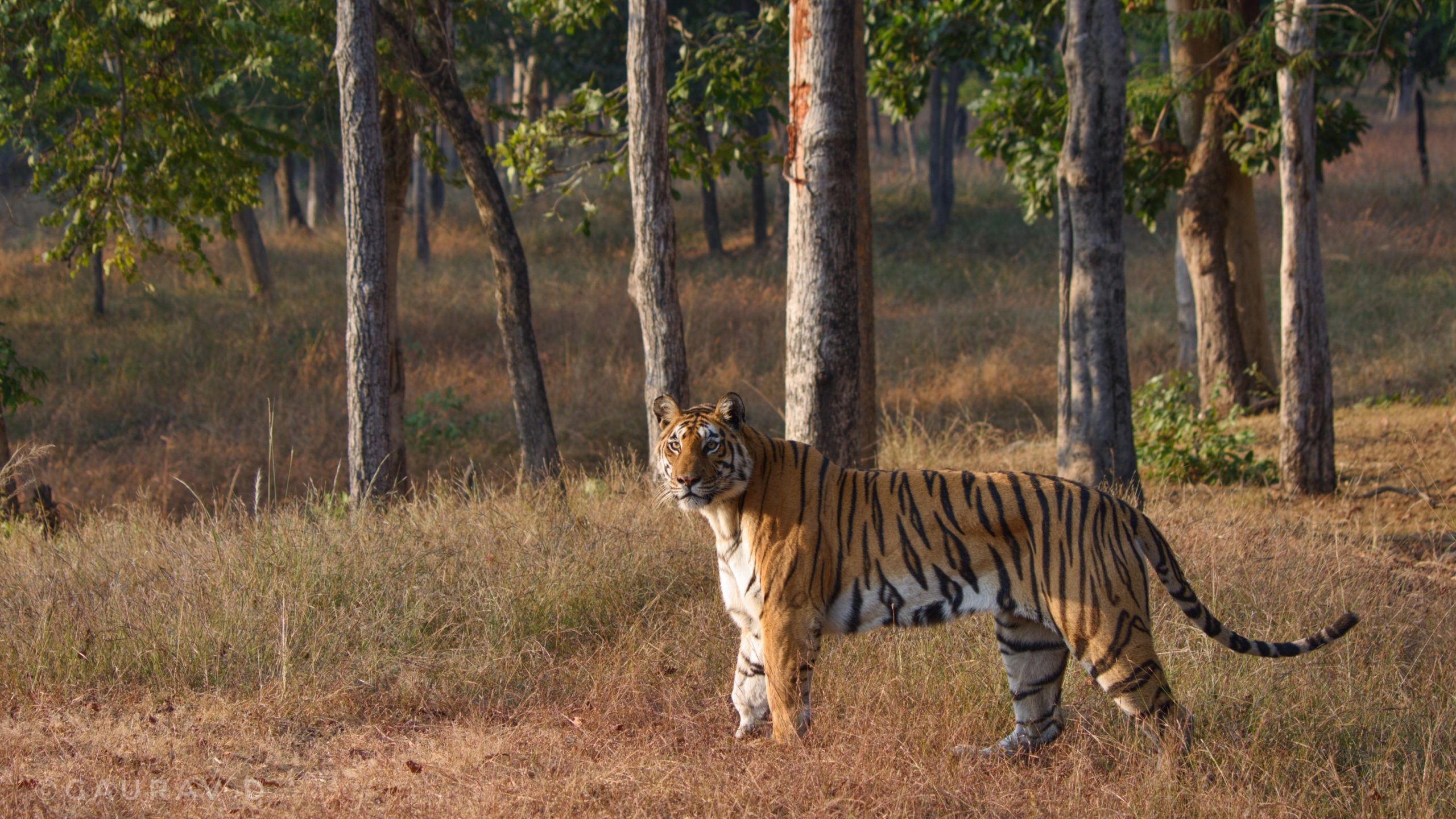 langdi-pench-gaurav | Pugdundee Safaris blog