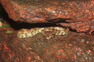 malabar-pit-viper