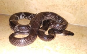 common-indian-wolf-snake