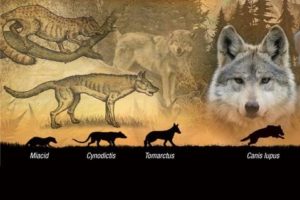 evolution-of-wolf