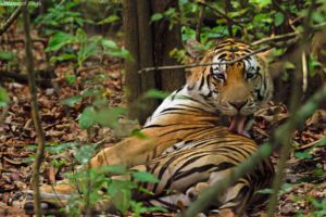 royal bengal tiger