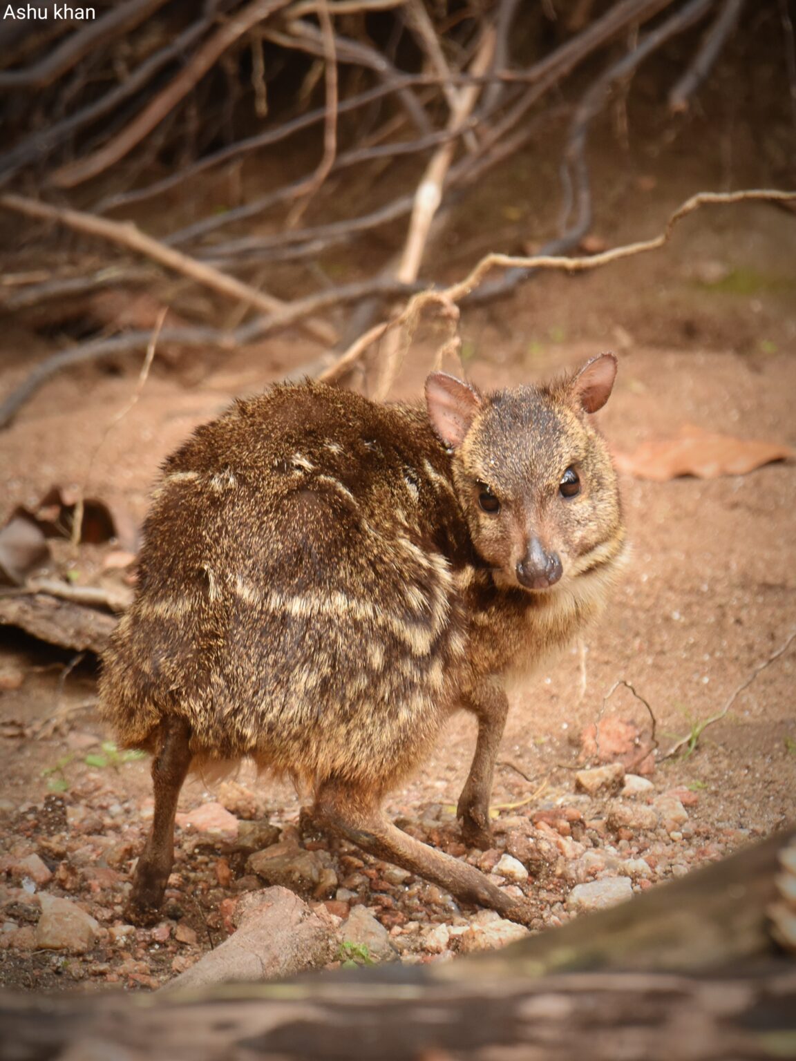 Mouse Deer In India | Indian Spotted Chevrotain