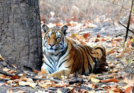 Project Tiger | Project Tiger In India