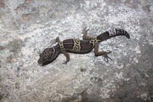 Satpura-Leopard-Gecko-from-Bandhavgarh