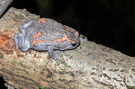 Frogs In India | Frogs In Central India