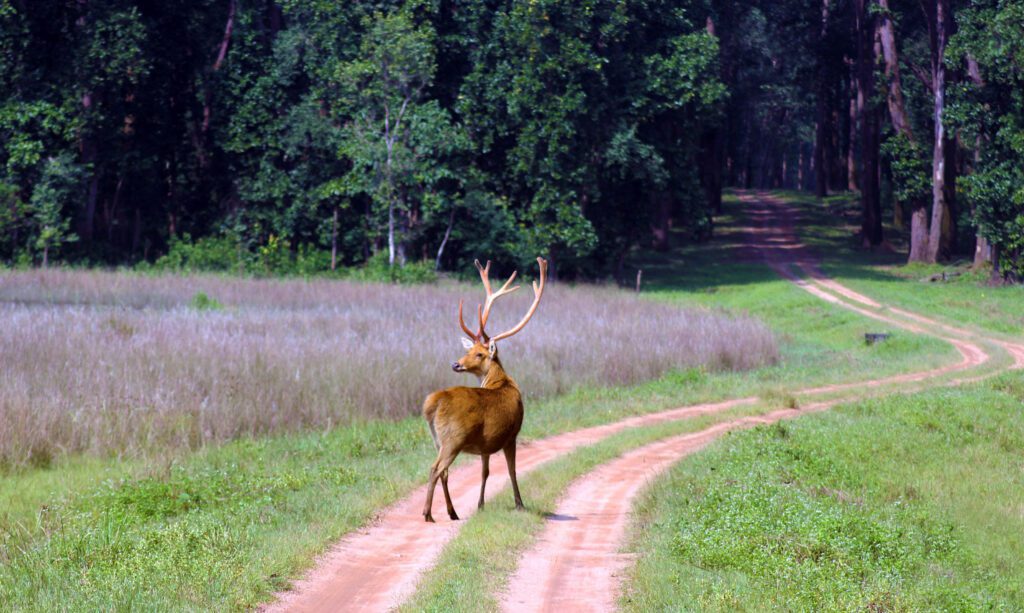 Barasingha in India