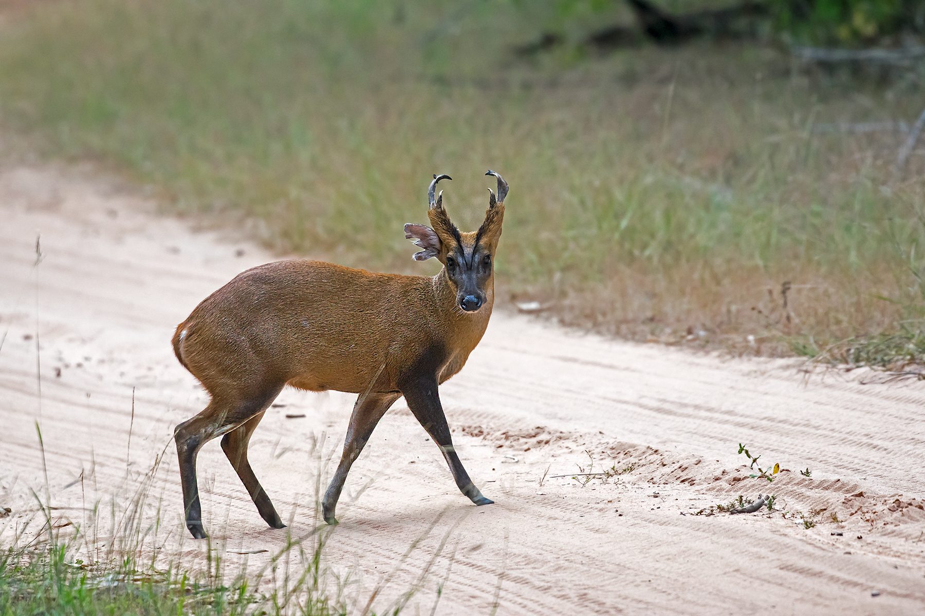 Deer In India | Deer Species In India