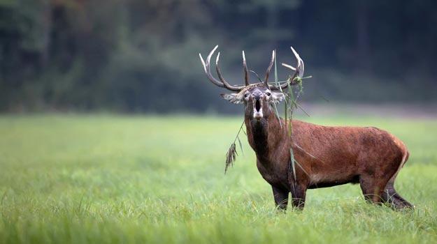 Kashmir Red Deer In India