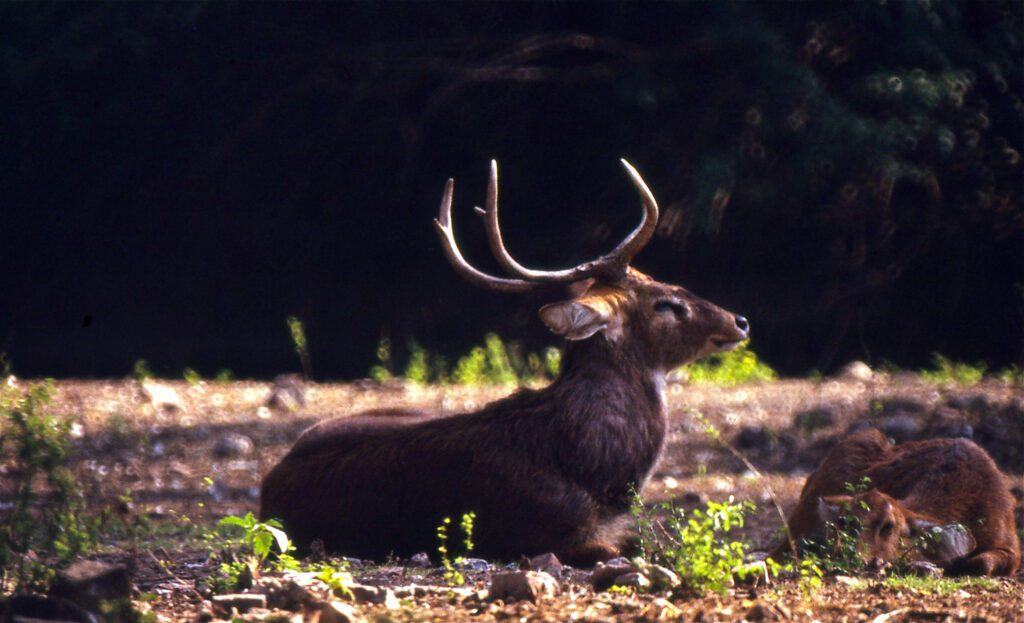 Brow-Antlered Deer In India