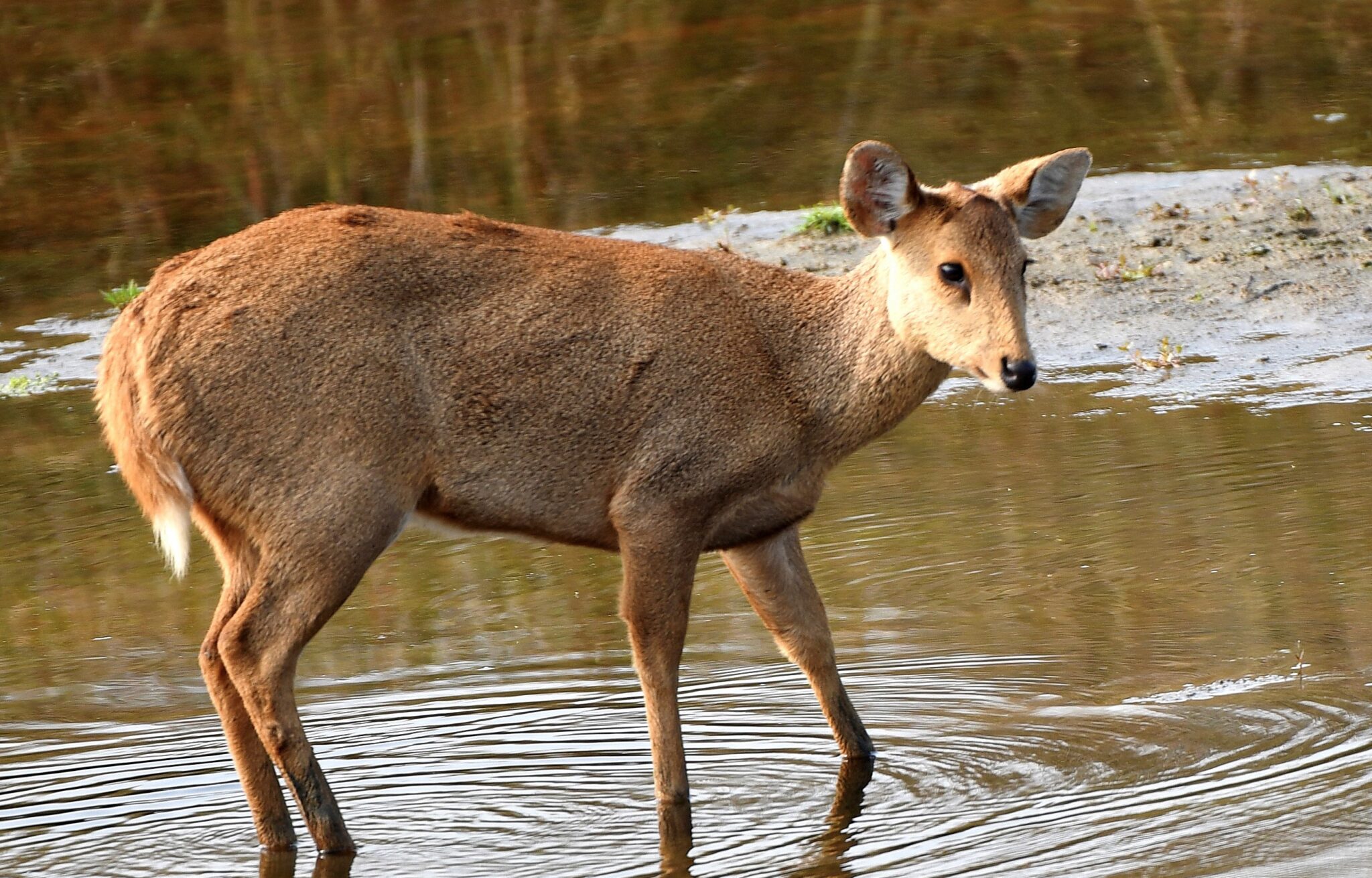 Deer In India | Deer Species In India