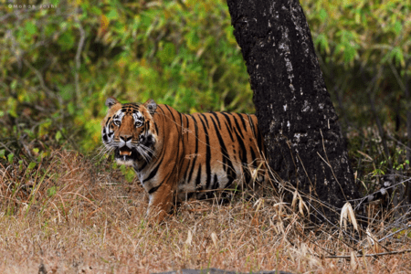 Project Tiger | Project Tiger In India