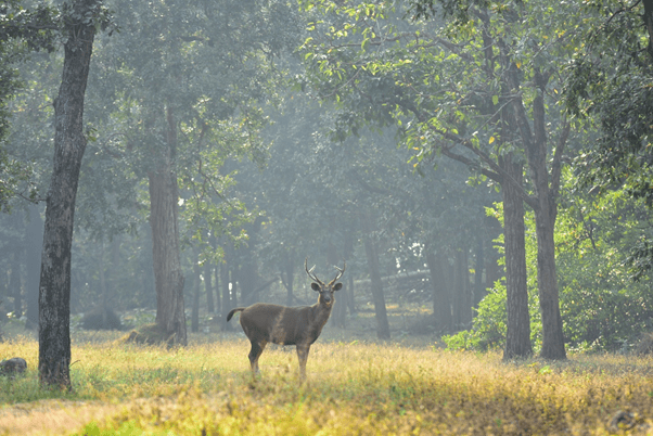 Sambar Deer in India