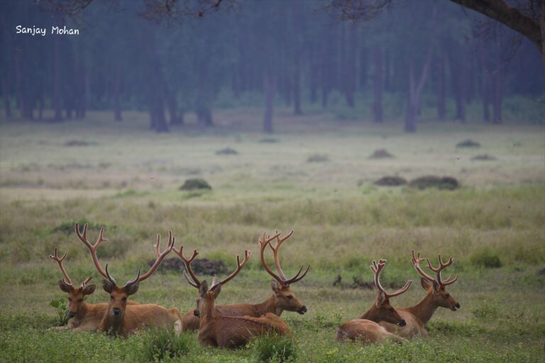 Barasingha Deer In India | Swamp Deer In India