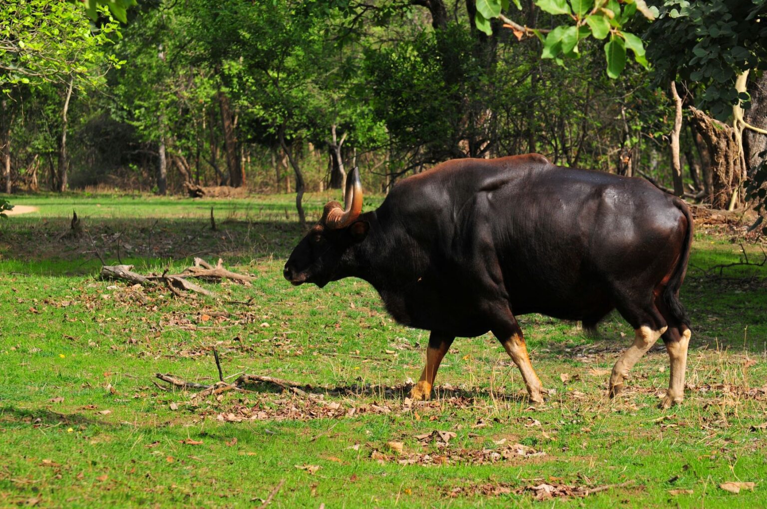 Bison In India | Gaur In India