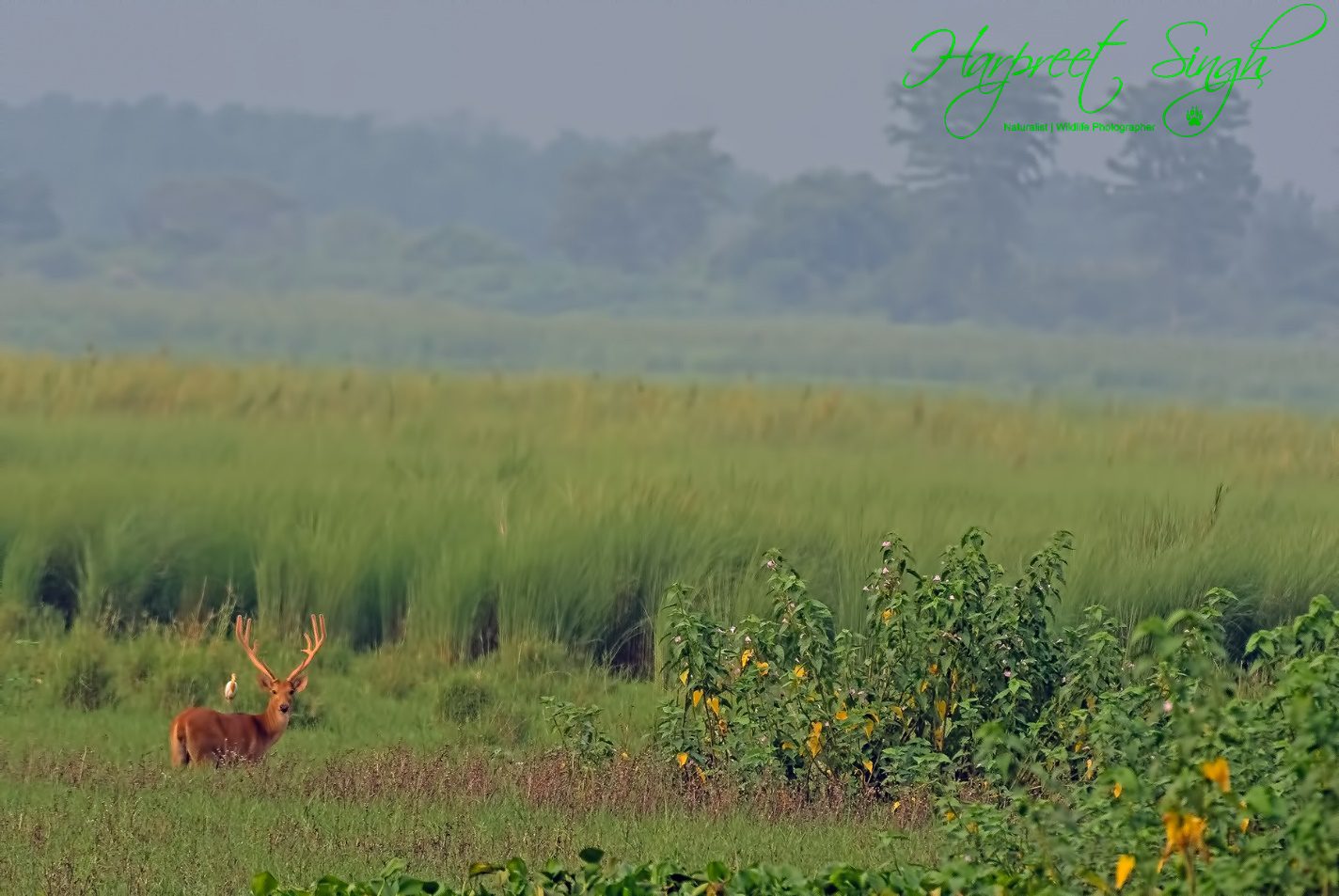 Barasingha Deer In India | Swamp Deer In India