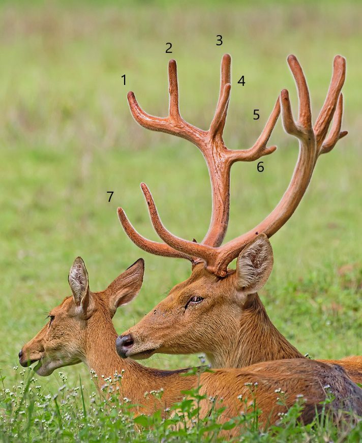 Barasingha Deer In India | Swamp Deer In India