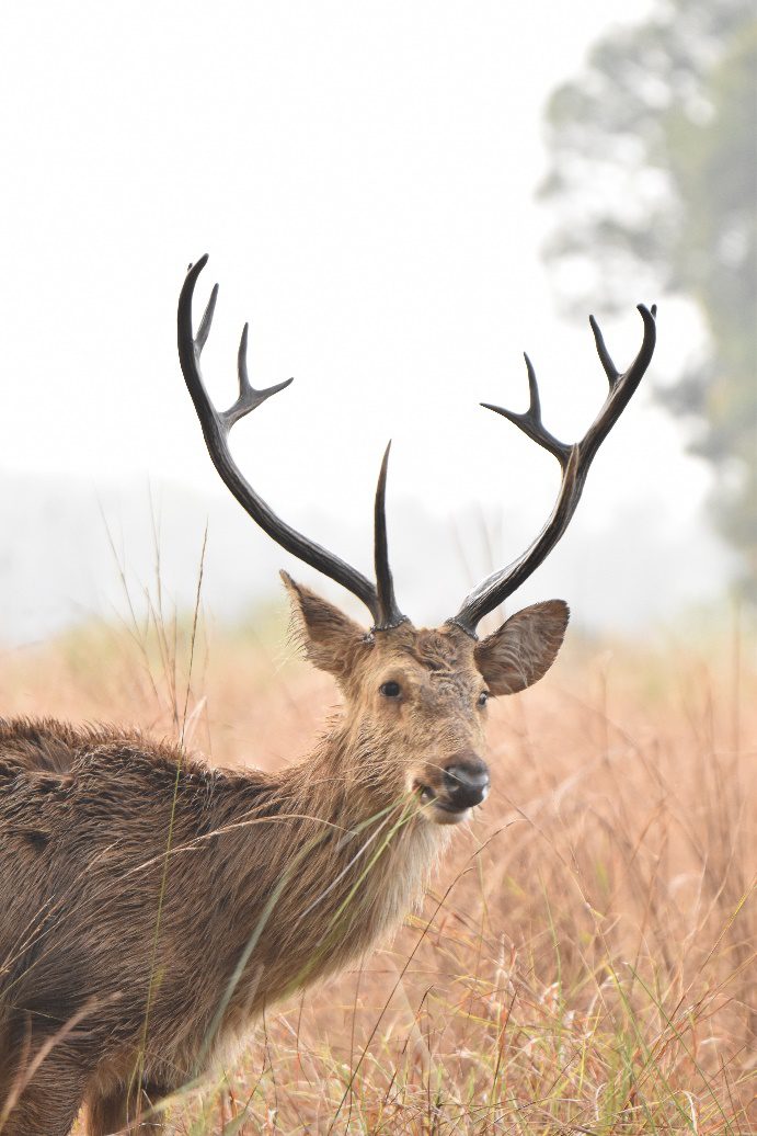 Barasingha Deer In India | Swamp Deer In India