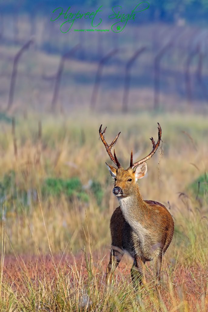 Barasingha Deer In India | Swamp Deer In India