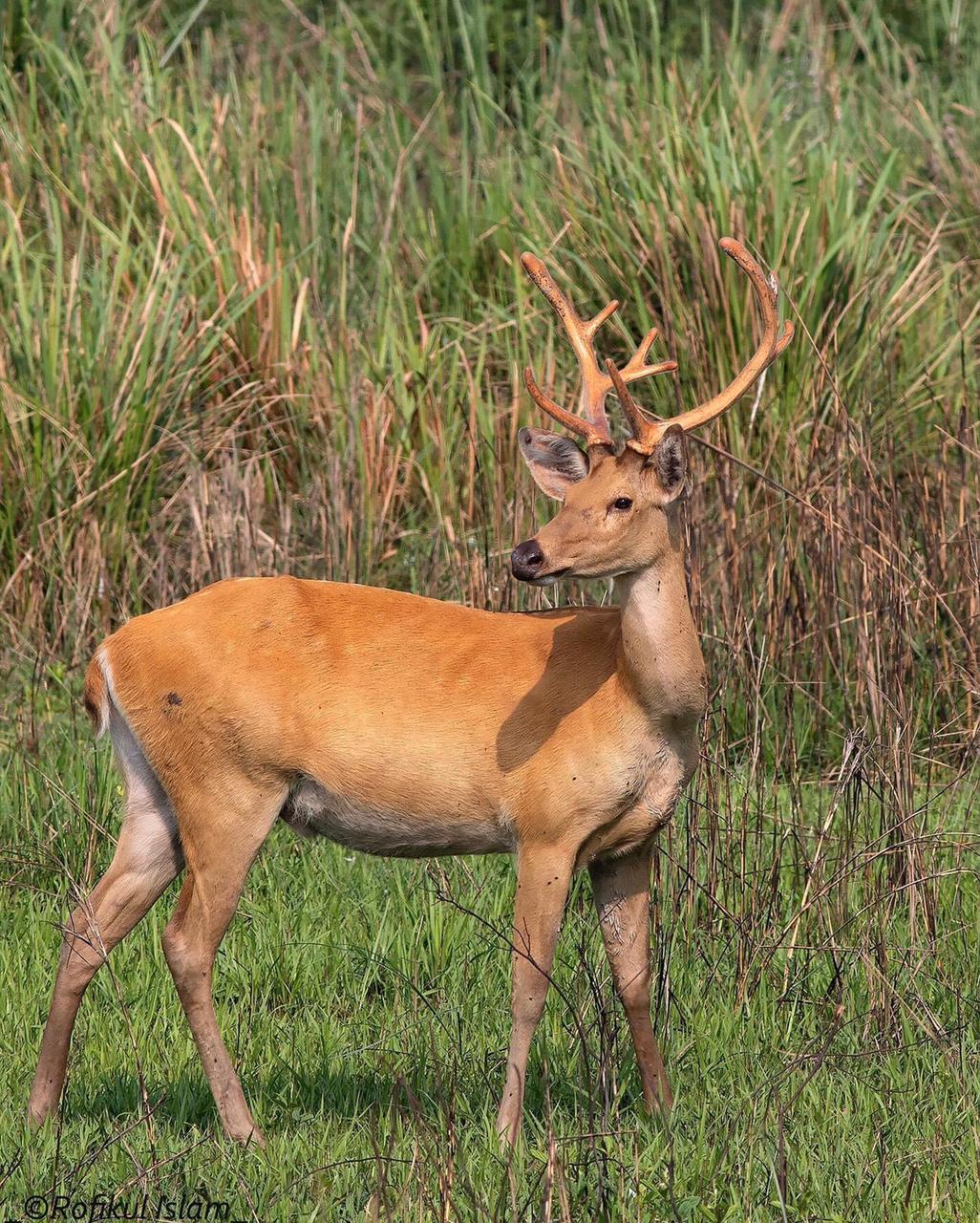 Barasingha Deer In India | Swamp Deer In India