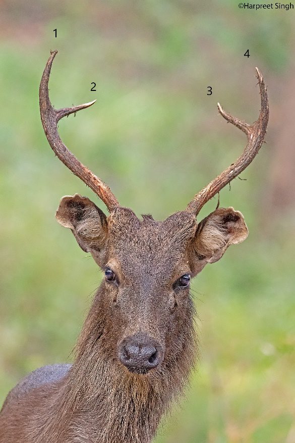 Barasingha Deer In India | Swamp Deer In India