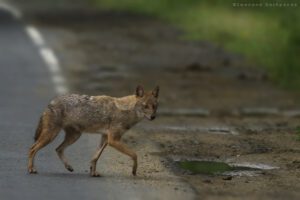 Golden Jackal