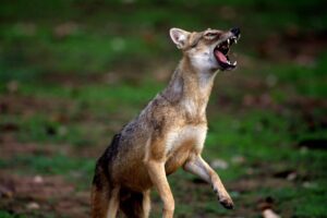 golden jackal