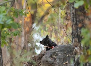 black panther in pench