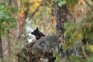 Black Leopard seen in Pench