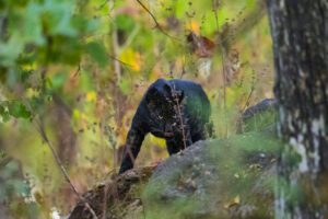 Where are black leopards found in India