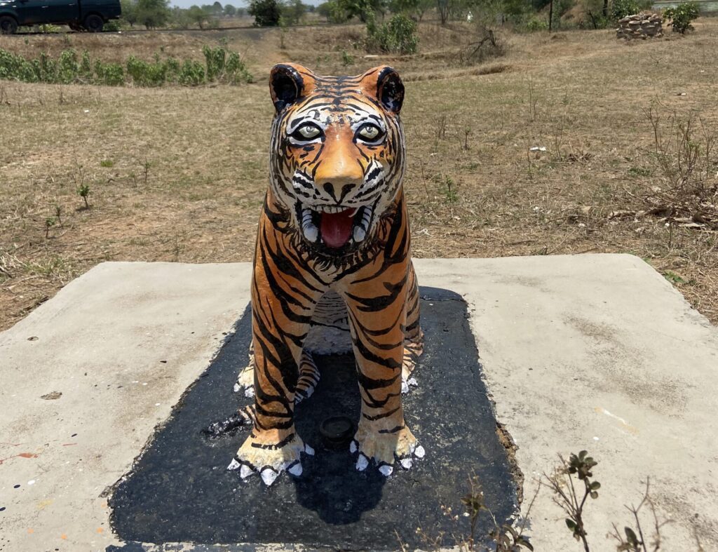 Tiger Worship Pugdundee Safaris Blog 0991