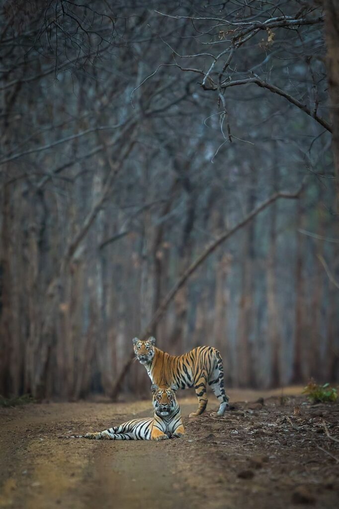 tigers of tipeshwar