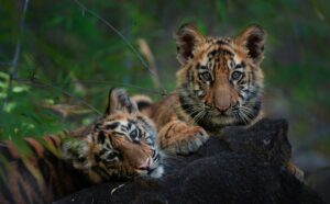 Top Activities in Tadoba