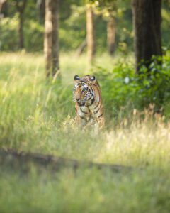 How to reach Bandhavgarh National Park