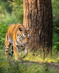 Naina tigress in Kanha