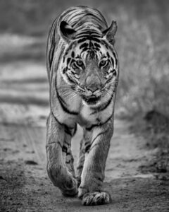 Tigers of Kanha National Park