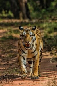 Dotty Tigress from Bandhavgarh