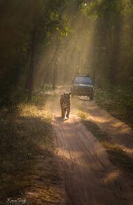 Tiger Safari in Kanha