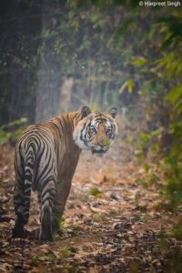 Mahaman tiger in Bandhavgarh