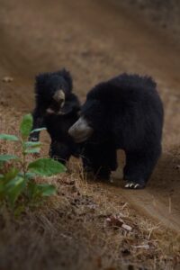 Night Safari in Satpura