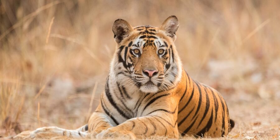 Tigers 101  National Geographic  YouTube