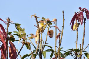 ORIENTAL WHITE EYE