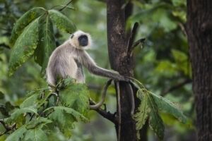 Runi Jhuni Walk in Pench