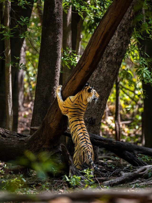 Activities To Do In Bandhavgarh National Park Pugdundee Safaris Blog