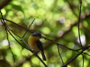 tickell blue flycatcher