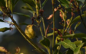 Birds of Pench National Park