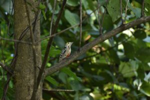 Yellow Crown Woodpecker