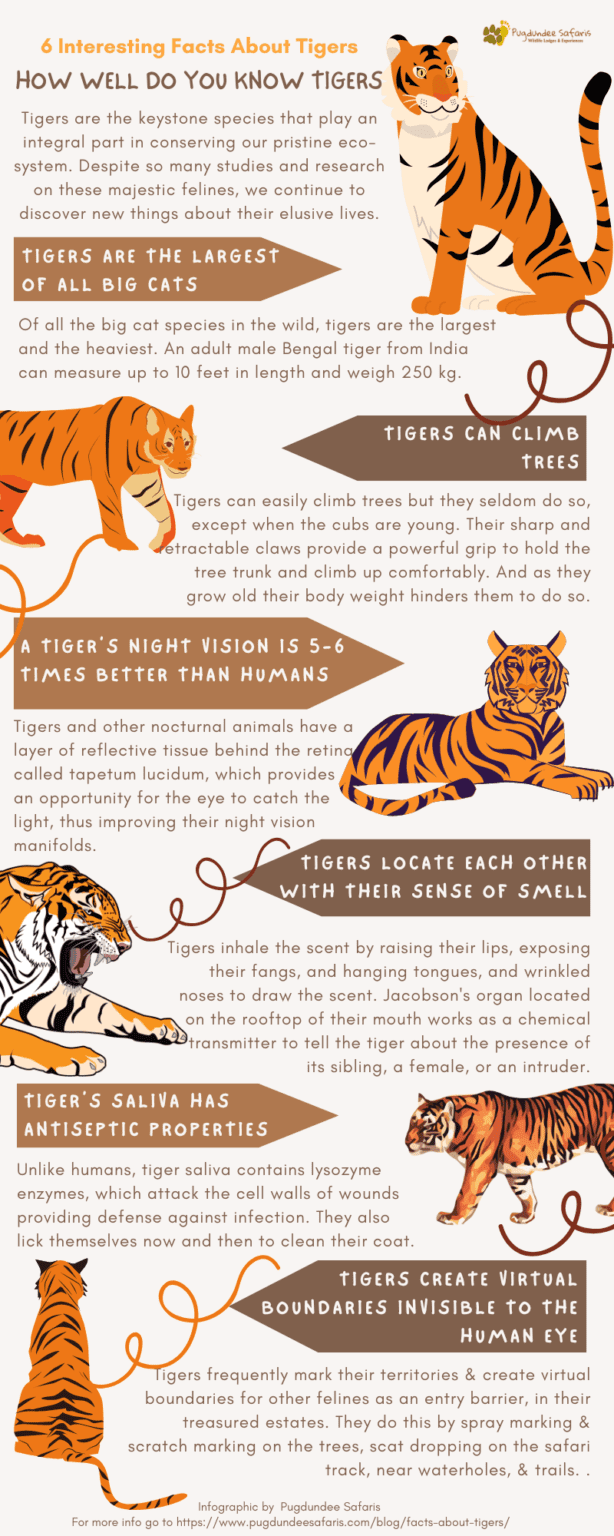 Facts-about-tigers_Infographic | Pugdundee Safaris Blog